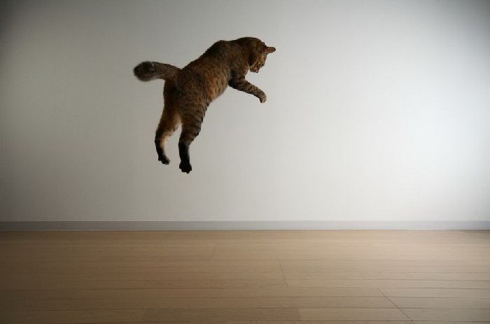 Летающие коты (37 фото)