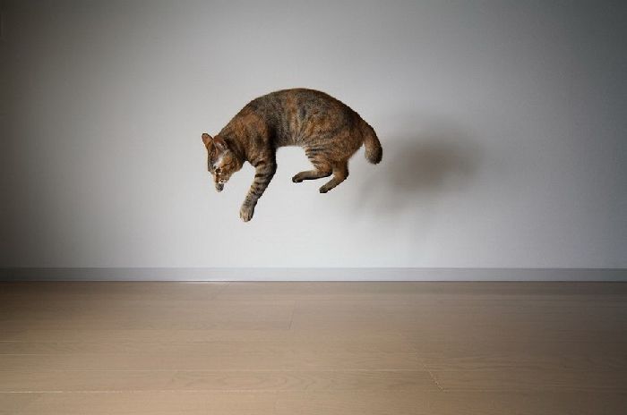 Летающие коты (37 фото)