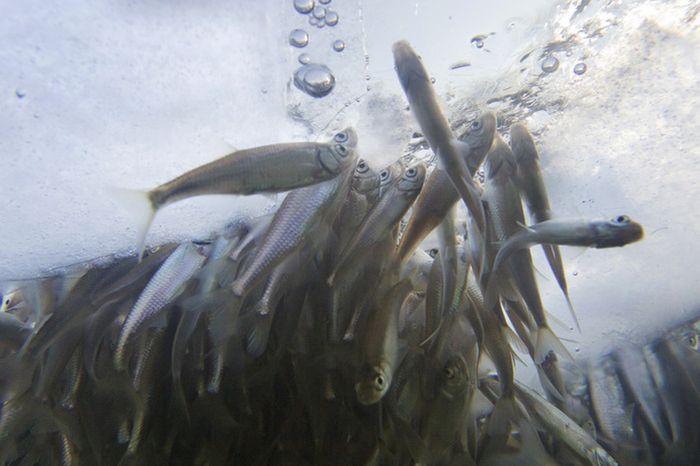 Рыба задыхается в прудах Питера (10 фото)