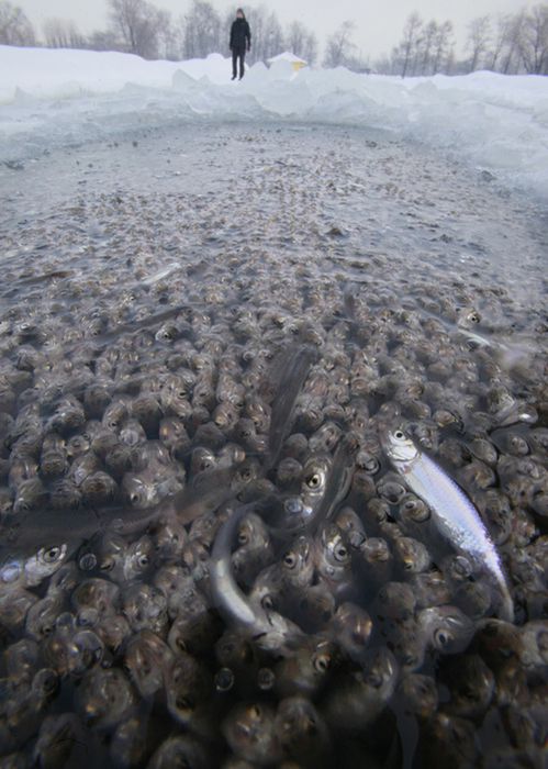 Рыба задыхается в прудах Питера (10 фото)