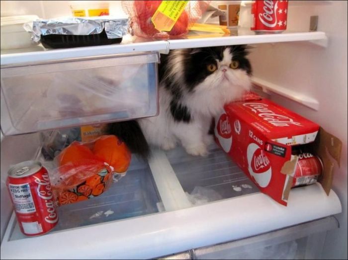 Коты спасаются от жары (10 фото)
