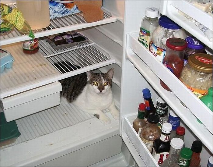 Коты спасаются от жары (10 фото)