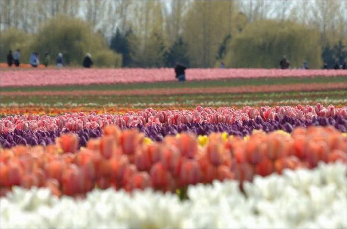 Поля тюльпанов (32 фото)