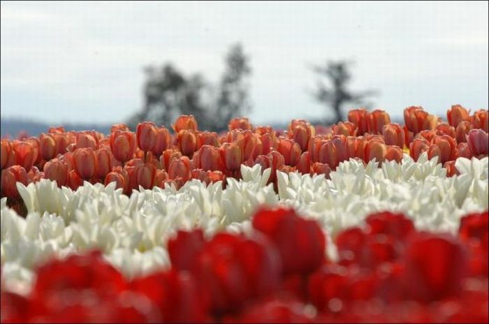 Поля тюльпанов (32 фото)