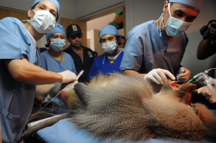 Животные на приеме у стоматолога (14 фото)