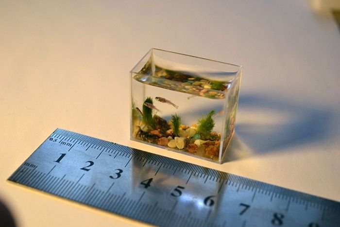 Самый маленький аквариум в мире (6 фото)