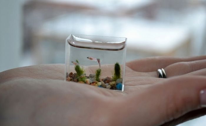 Самый маленький аквариум в мире (6 фото)