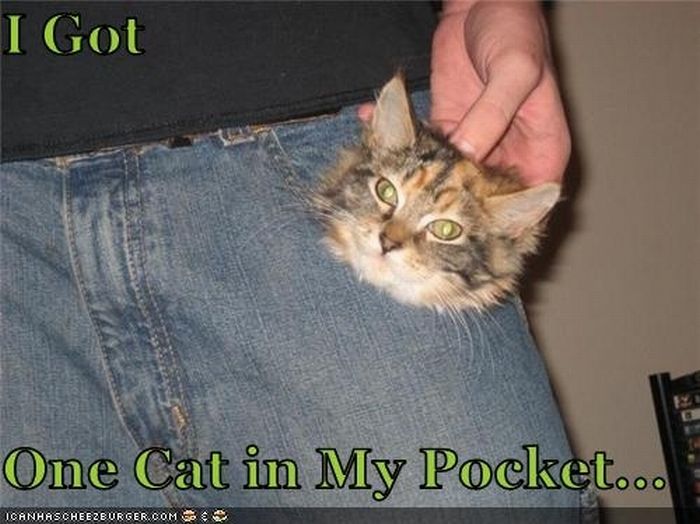 Котята в карманах (22 фото)