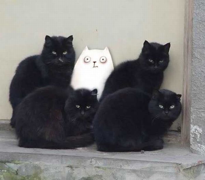 Злые коты (17 фото)
