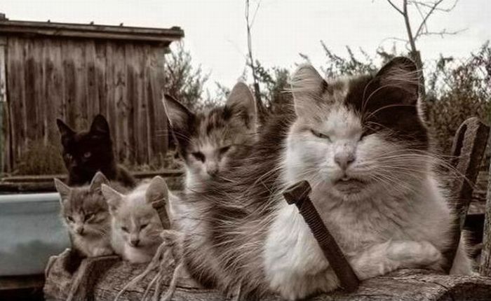 Злые коты (17 фото)