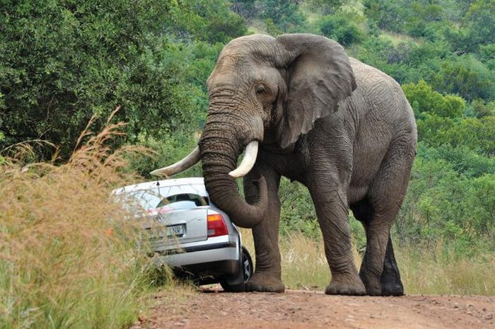 Никогда не обгоняйте... слонов! (7 фото)