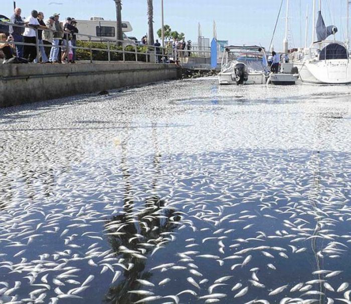 Fish 16. Загрязнение вод цементом. Гибель рыбы из за загрязнения.