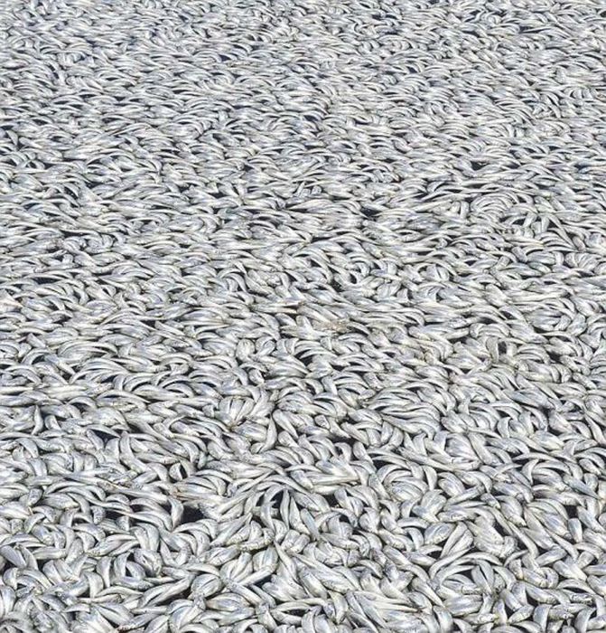 Массовая гибель рыбы (16 фото)