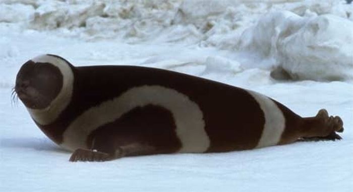 Полосатые тюлени (6 фото)