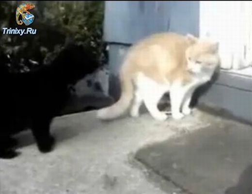 Держись, Валера! (0.9 мб)