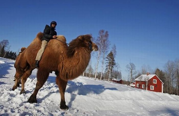 Верблюды в снежной Норвегии (12 фото)