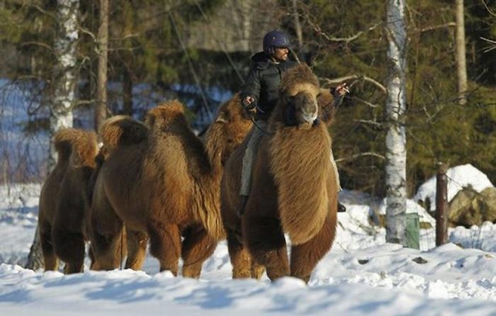 Верблюды в снежной Норвегии (12 фото)