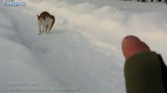 Опасный котяра (1.4 мб)