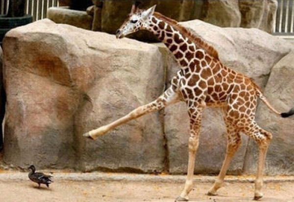 Не надо трогать жирафов (8 фото)