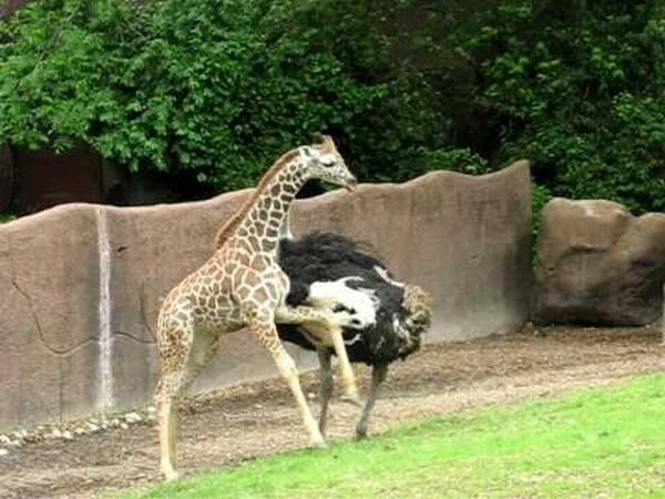 Не надо трогать жирафов (8 фото)