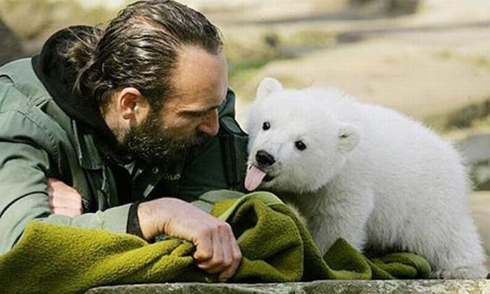 Белый медведь Кнут. Жизнь и смерть (32 фото + видео)