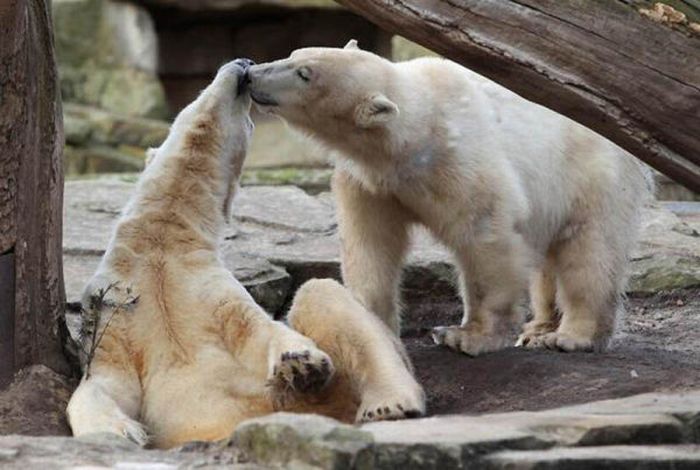 Белый медведь Кнут. Жизнь и смерть (32 фото + видео)