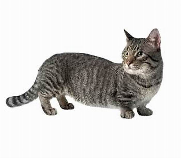 Коротколапые коты манчкины (14 фото)
