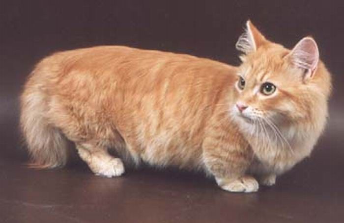 Коротколапые коты манчкины (14 фото)