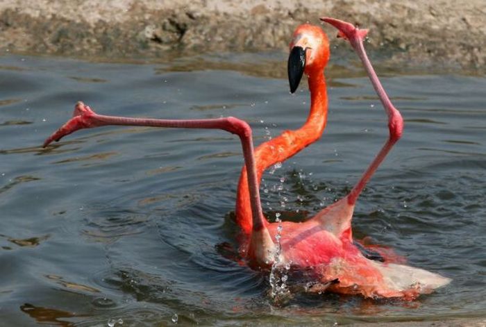 Фламинго упал (2 фото)