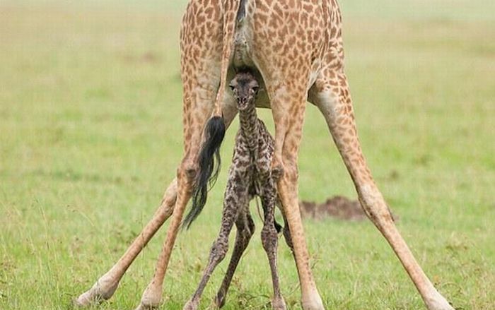Детеныши жирафов (40 фото)