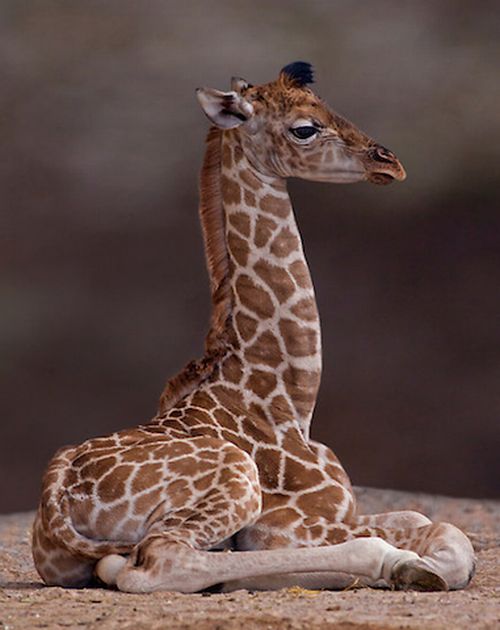 Детеныши жирафов (40 фото)