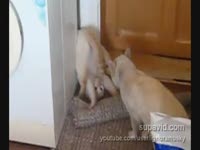Боевая поза кота (1.9 мб)