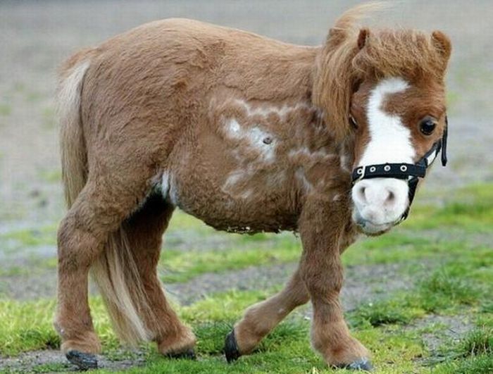 Самая маленькая лошадь в мире фото