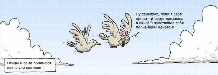 Летать глупо. Карикатуры про птиц. Птичка карикатура. Анекдоты про птиц. Анекдоты про птиц смешные.