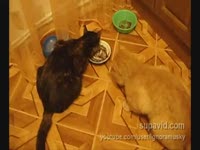 Очень наглый кот (3.7 мб)