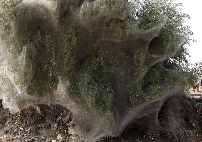 Нашествие пауков в Пакистане (8 фото)