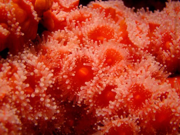 Цветок коралл фото