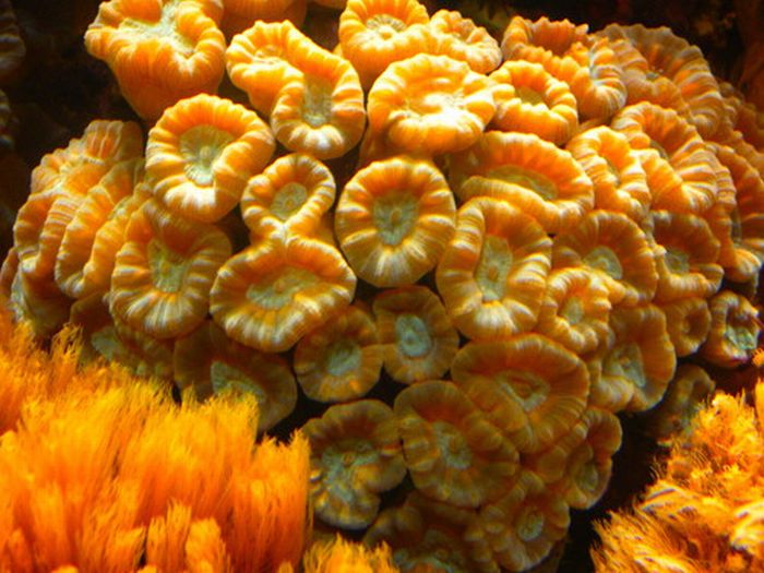 Кораллы (35 фото)