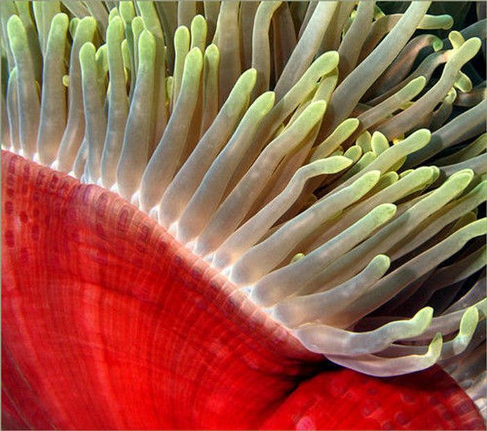Кораллы (35 фото)