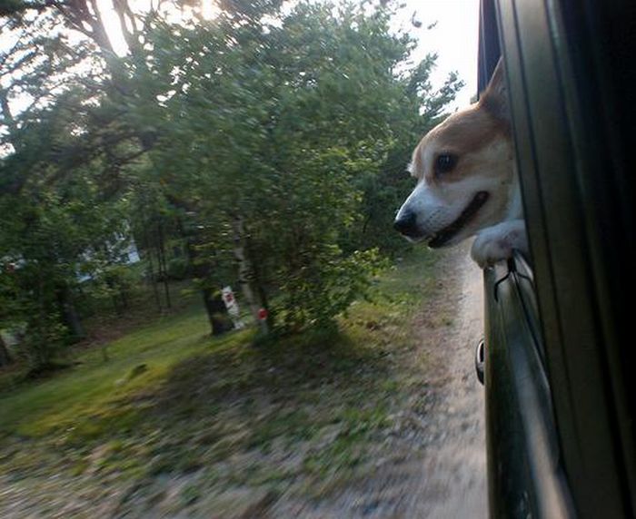 Смешные собаки на скорости 80 км/ч (50 фото)