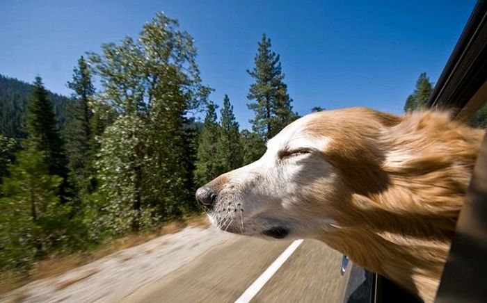 Смешные собаки на скорости 80 км/ч (50 фото)