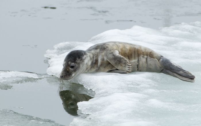 Обычное утро городского тюленя (16 фото)