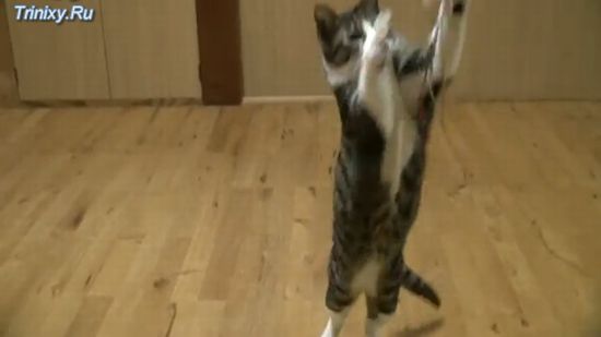 Коты в замедленной съемке (7.4 мб)