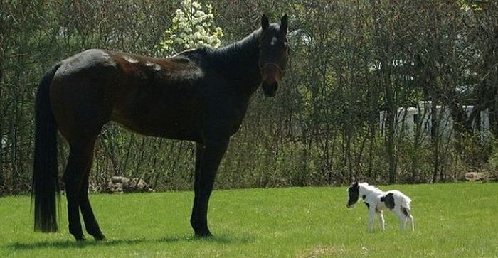 Самая маленькая мини-лошадь в мире (25 фото)