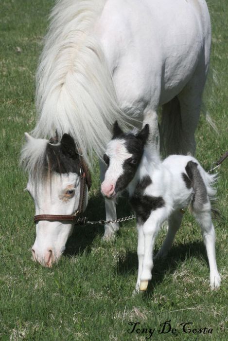 Самая маленькая мини-лошадь в мире (25 фото)