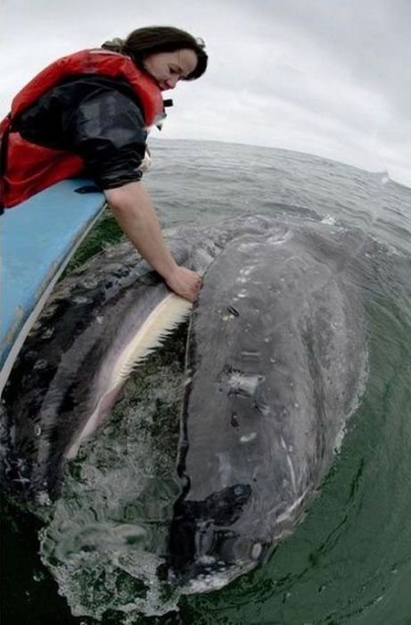 Самые дружелюбные киты в мире (14 фото)