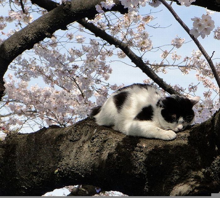 Коты на цветущих вишнях (20 фото)