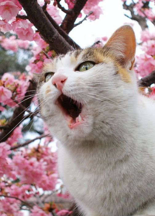 Коты на цветущих вишнях (20 фото)