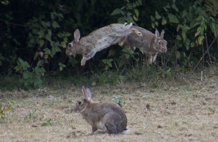 Прыгающие кролики (21 фото)