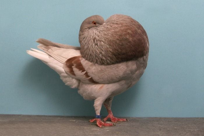 Красивые голуби (18 фото)